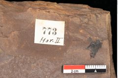 Foto (Detailsansicht) von Quercus palaeoilex Ettingshausen (NHMW-GEO-2024-0188-0773)